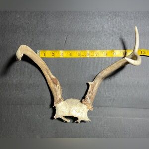 East Texas Whitetail Deer Antlers. Unbranched 3 Point. 13.7 Ounces